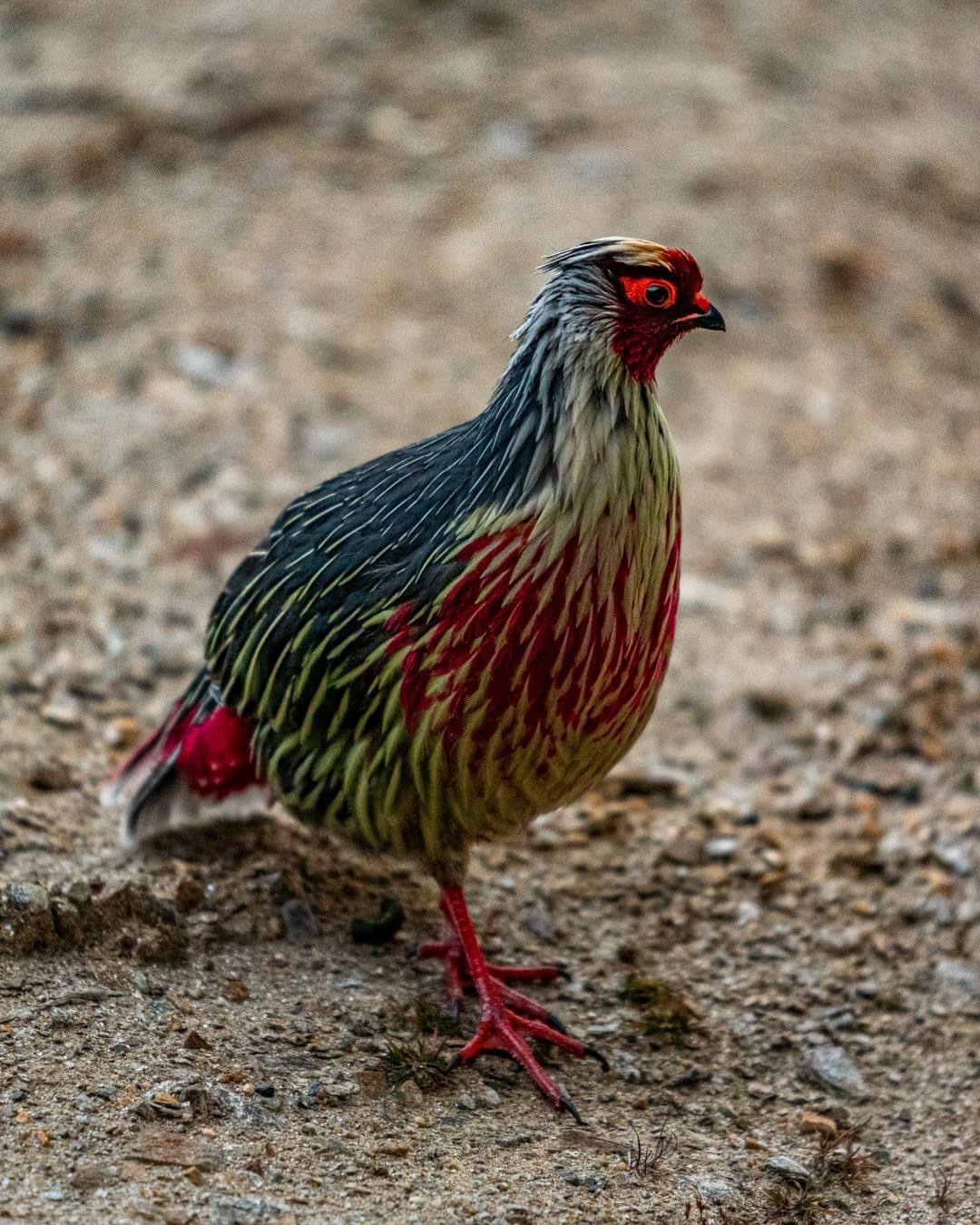 Bhutan Birding Tours