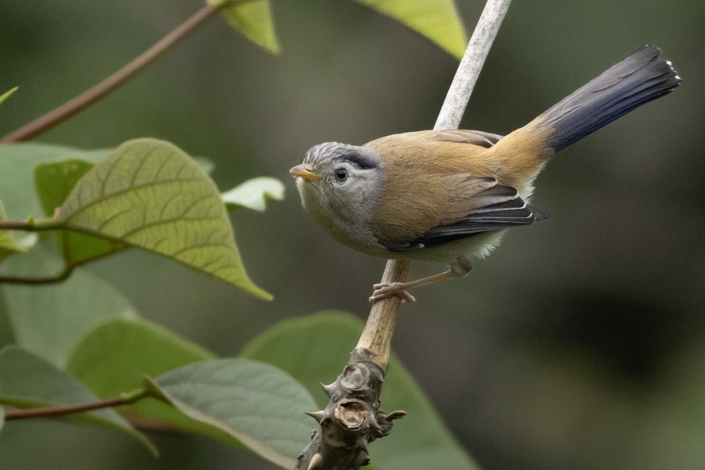 birds