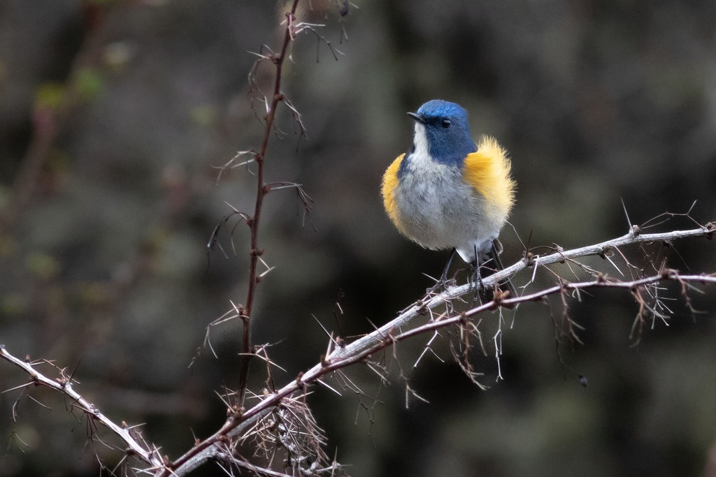 birds of bhutan