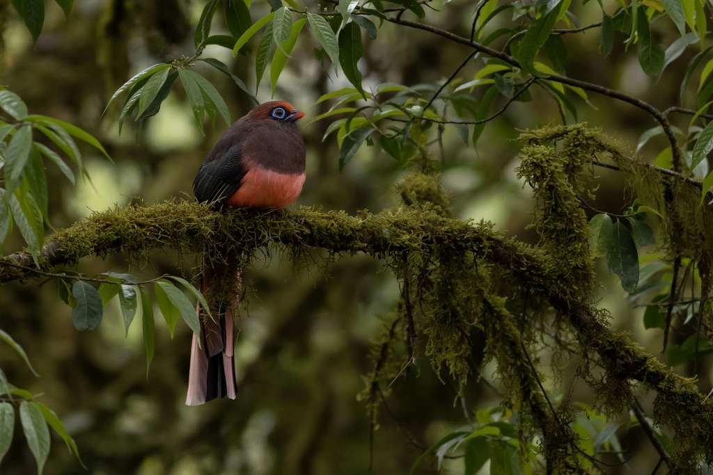 bird