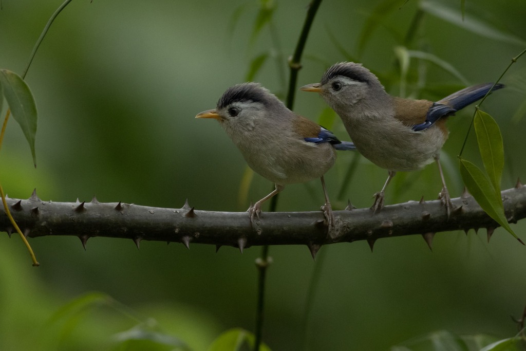 birds